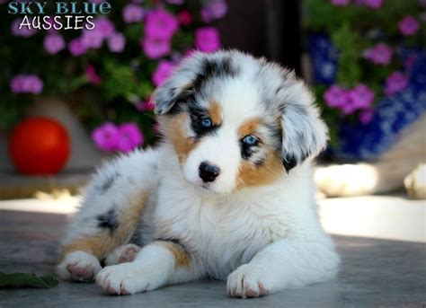 Maybe you would like to learn more about one of these? Australian Shepherd Puppies Available For Sale ...
