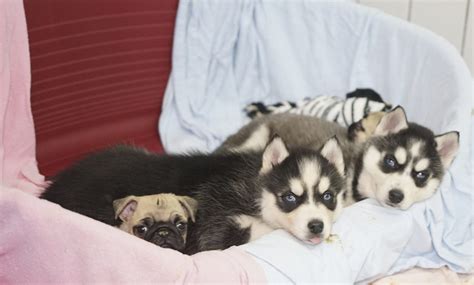 Der baum hat mich zur maikönigin gekrönt. Feuchter Tierheim nimmt geschmuggelte Hundebabies auf - N-LAND