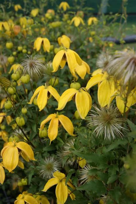 Саженец clematis alpina stolwijk gold. Clematis, met meer dan 300 soorten soms toch een vergeten ...