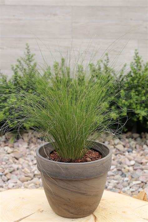 * * * federgras, pfriemengras, stipa, gattung der süßgräser mit rd. Zartes Federgras, Stipa tenuissima Ponytails, 3 Stauden ...