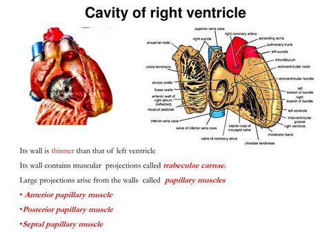Anatomy Of Right Ventricle Anatomy Drawing Diagram Images