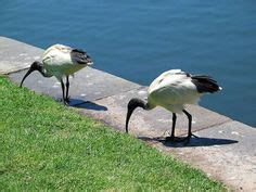 Seek out an exotic animal veterinarian who specializes in reptiles and especially lizards. common house gecko | Species, Gecko, Animals