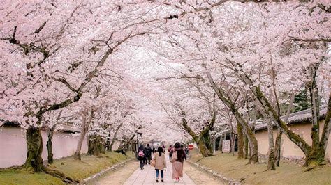 Sakura Kyoto - The 10 Most Beautiful Cherry Blossom Spots In Kyoto