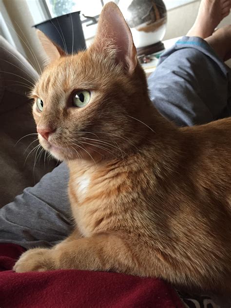Orange is an optimistic color. Handsome orange cat straight lounging | Orange cat, Cats ...