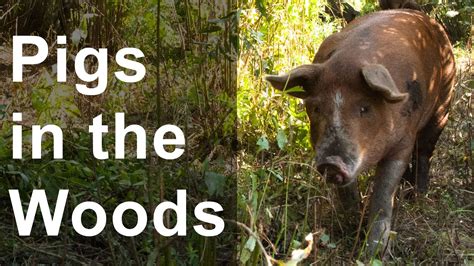 How To Raise Pigs in the Woods 