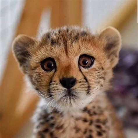 A Very Fine Cheetah Submit Your Cute Pet Here Source Bitly