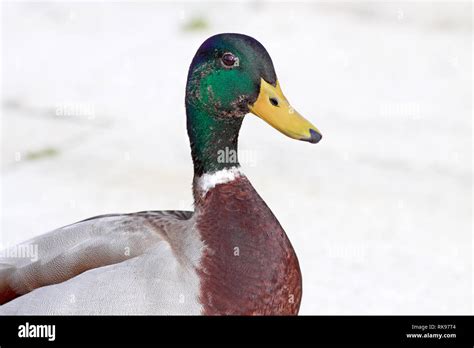 Detailed Male Mallard Duck Portrait Stock Photo Alamy