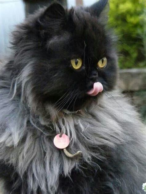 Newborn baby to toddler gifts. Smokey black Persian | Cute animals, Cute cats, Pretty cats