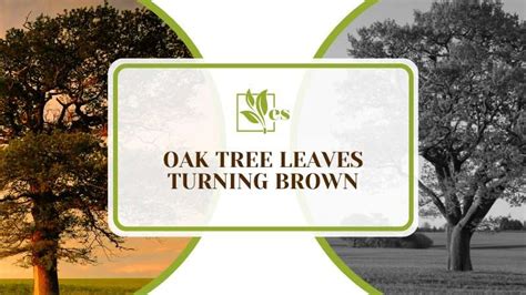 Oak Tree Leaves Turning Brown 6 Main Causes And Fixes