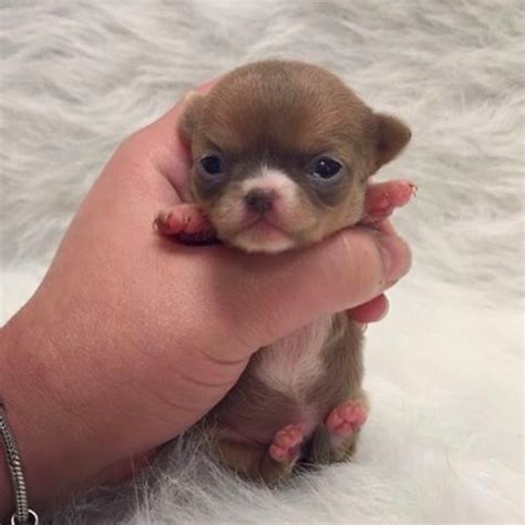 The Tiniest Teacup Dogs Cute Chihuahua Tiny Dog Breeds Cute Puppies