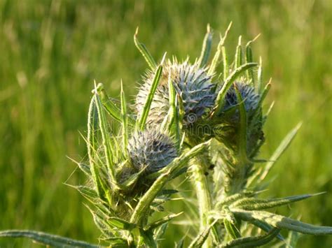 A Green Thistle Flower In Spring Stock Photo Image Of Graphic