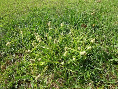 The Hated-8: The Worst Lawn Weeds in Tennessee & Northern Mississippi