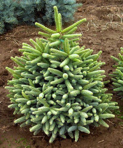 Golden Spanish Fir Picea Abies Pinsapo 2 Year Live Plant Dwarf