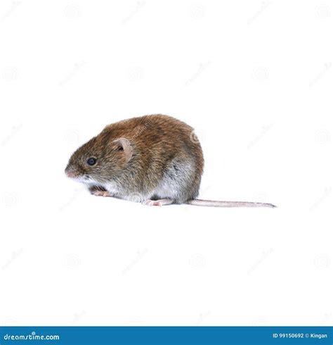 Little Brown Mouse Stock Photo Image Of Home Isolated 99150692
