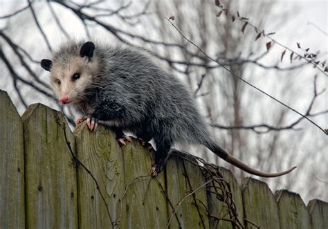 Opossum Control Removal Services Animal Control In Nyc And New Jersey