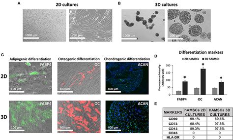 Frontiers Amnion Derived Mesenchymal Stromal Stem Cell Paracrine