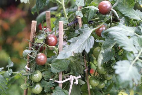How To Grow Cherry Tomatoes