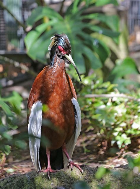 Pictures And Information On Madagascar Crested Ibis
