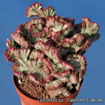 Euphorbia lactea cristata common name(s): Euphorbia lactea f. cristata variegata (coloured clones)