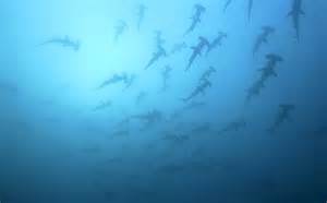 Video Shows Huge School Of Hammerhead Sharks Swim Above