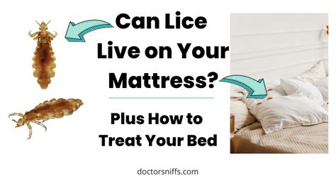 How Long Do Lice Live On A Mattress How To Get Rid Of Them