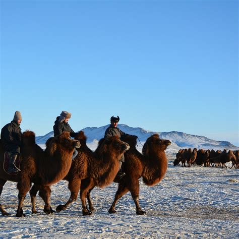 Mongolia Winter Tours Ulaanbaatar Hours Address Tripadvisor