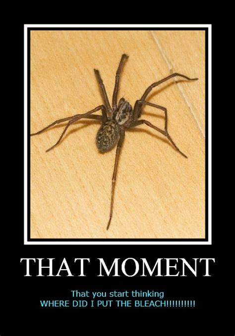 Spiders in the house can be eliminated using several easy strategies, and toxic chemicals are rarely necessary. No joke, I saw a spider this big in my house in Australia ...