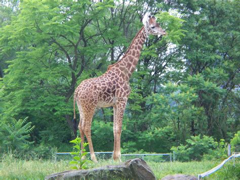 Royalty Free Animal Photos