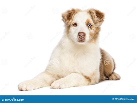 Australian Shepherd Puppy 35 Months Old Lying Stock Image Image Of