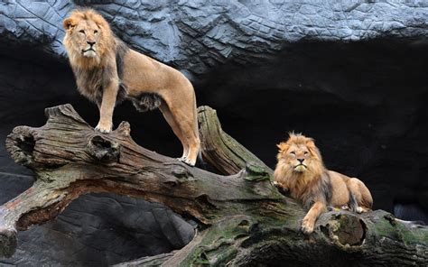 Majestic Pair Of Lions Hd Desktop Wallpaper Widescreen