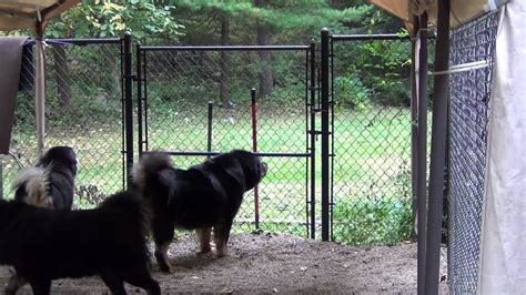 Tibetan Mastiffs Barking At The Fence Youtube