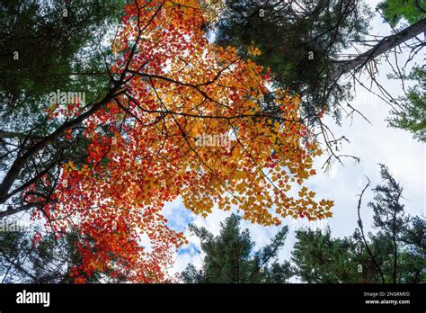 Canopy of a red maple tree at peak fall foliage, in golden and red