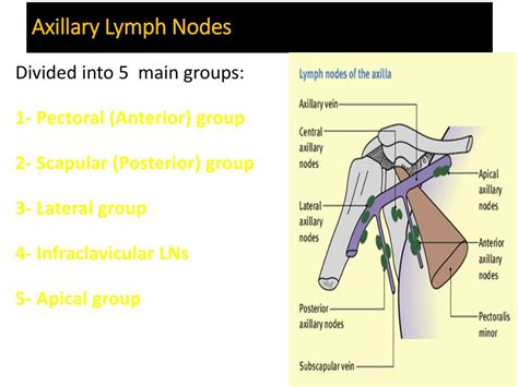 Axillary Lymph Nodes Levels