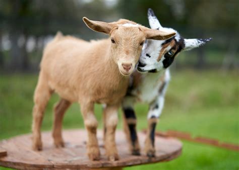 507 Goat Names Male Female Twins And More Small Animal Pets