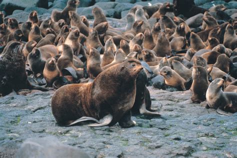 Northern Fur Seal Marine Mammals Of Ano Nuevo State Park · Inaturalist