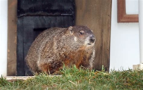 Georgia groundhog 2024: Did General Beauregard Lee see his shadow?