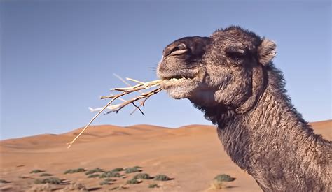 In fact, they can store up to 80 pounds of fat! 40 Interesting Camels Facts - Serious Facts