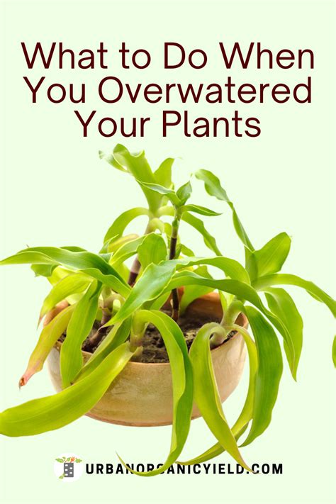 Overwatering Plants Signs In 2021 Overwatering Plants Plant Signs