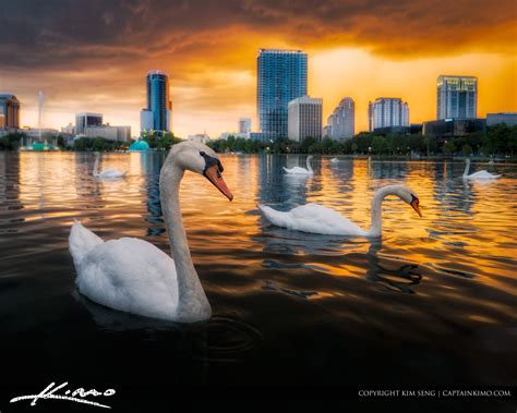 Swan At Lake Eola Park Orlando Sunset Hdr Photography By Captain Kimo