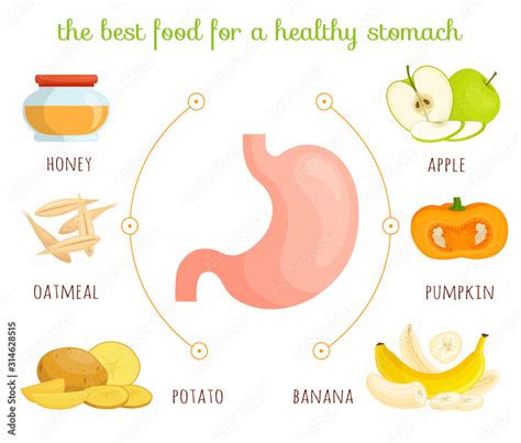 The Best Food For A Healthy Stomach Vector Infographic On The Theme Of