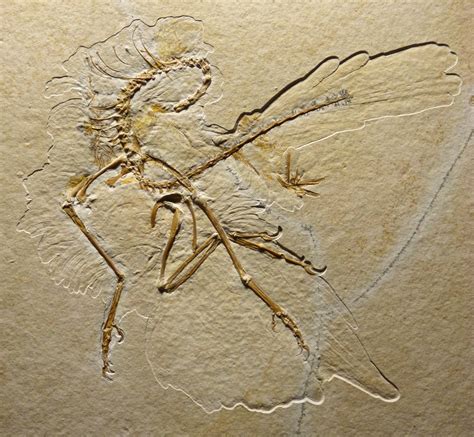 Bensozia Archaeopteryx