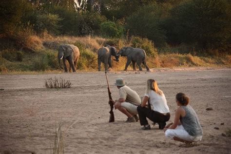 Is It Better To Go On Safari In Kenya Or On Safari In Tanzania? | Art ...