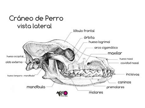 Pin by Karin on V e t | Dog anatomy, Dog skull, Dog skeleton