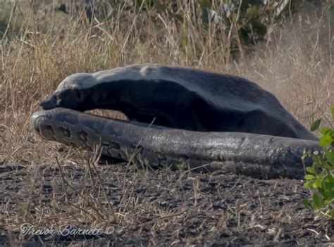 A Honey Badger Dragging A Huge African Rock Python Rhardcorenature