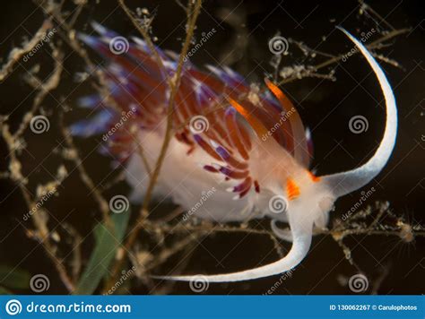 Nudibranchs In Their Habitat Stock Image Image Of Eating Food 130062267