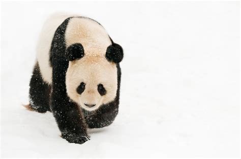 Los Pandas Gigantes Ya No Están En Peligro Pero Las Amenazas Siguen