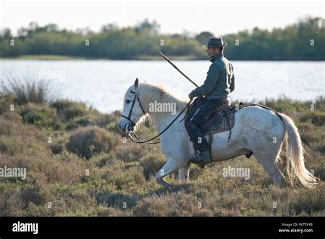 Guardian Riding Camargue Horse Through Marsh Camargue Bouches Du