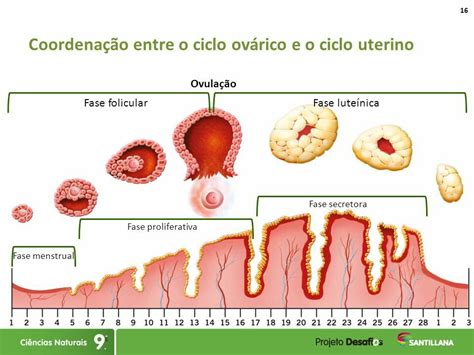 Aquí se muestra como suceden tanto el ciclo uterino como el desarrollo