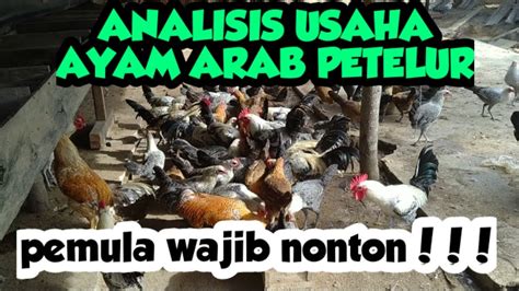 cara beternak ayam arab 24 youtube