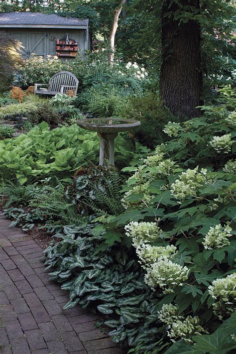 Check it out for yourself! Dealing With Dry Shade - FineGardening